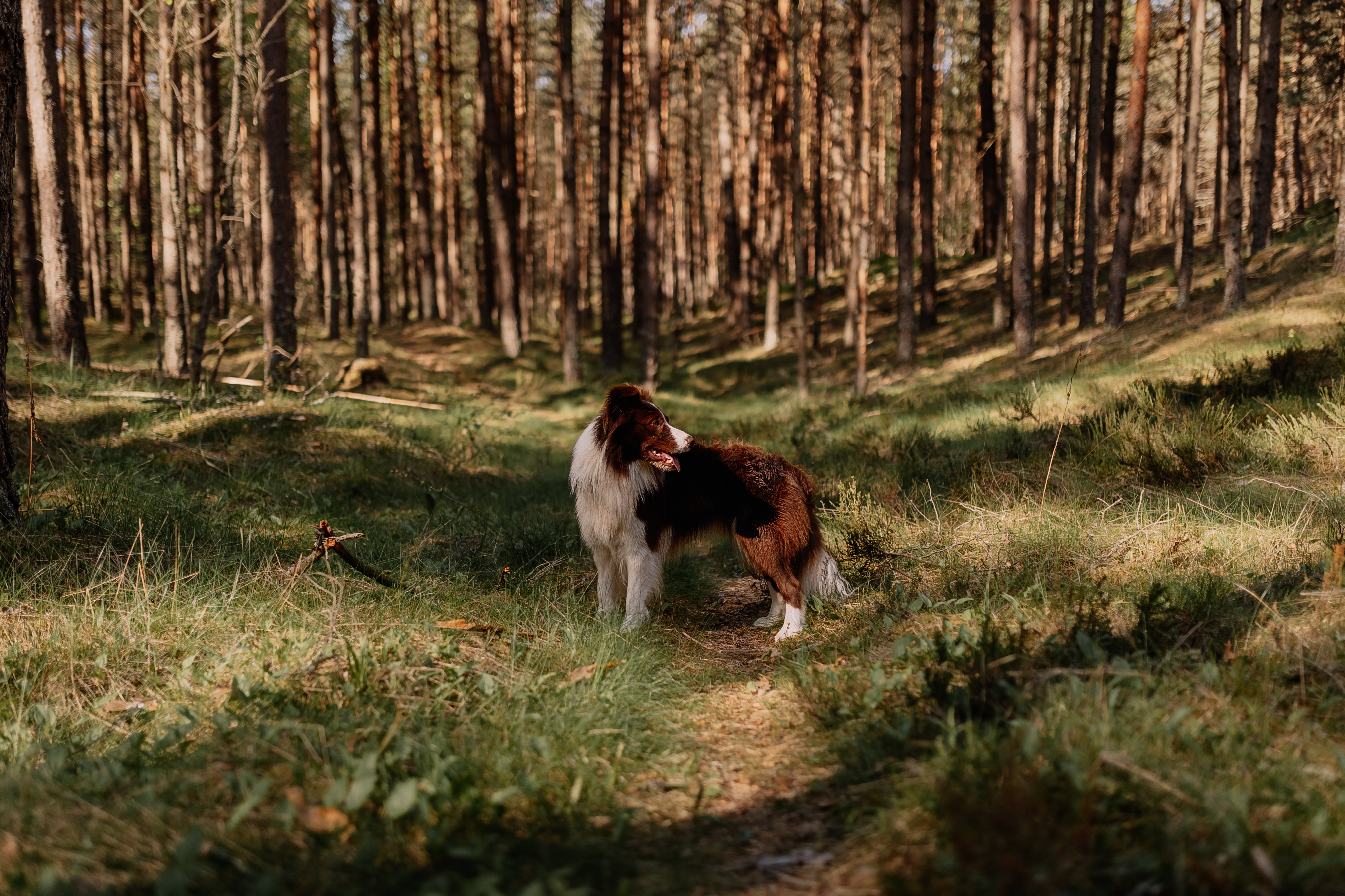 A pet dog in the woods