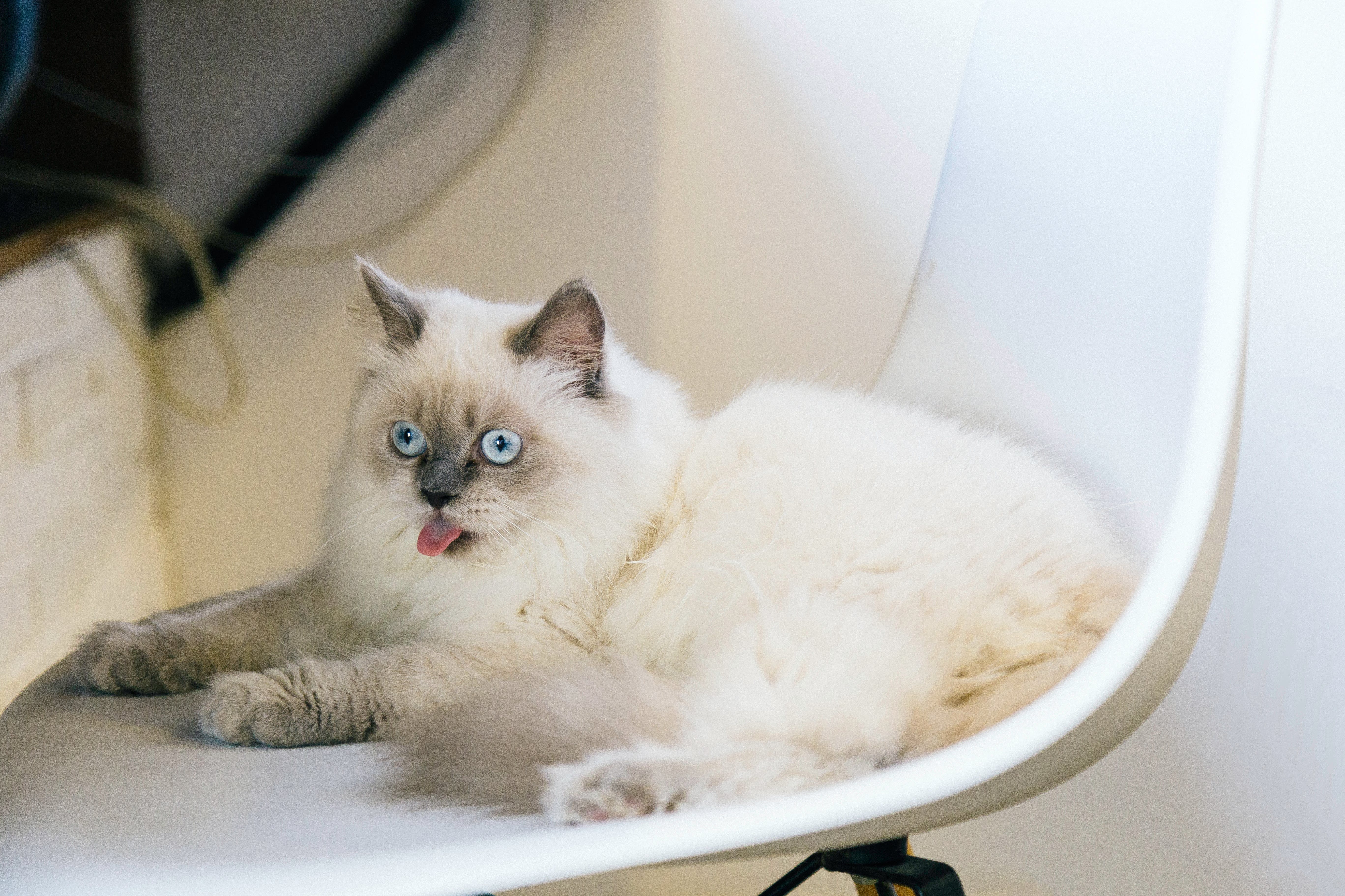 A white furred cat with blue eyes, sitting on a chair.